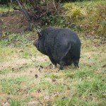 Un sanglier dans la cour de l'hotel